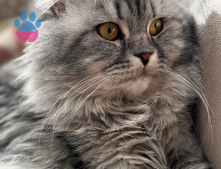 BEHLÜL’E BİHTER ARIYORUM