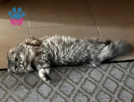 BEHLÜL’E BİHTER ARIYORUM