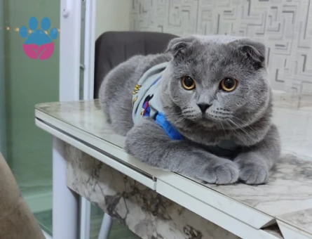 Scottish Fold 1 Yaşında Eş Arıyor