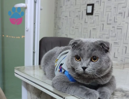 Scottish Fold 1 Yaşında Eş Arıyor