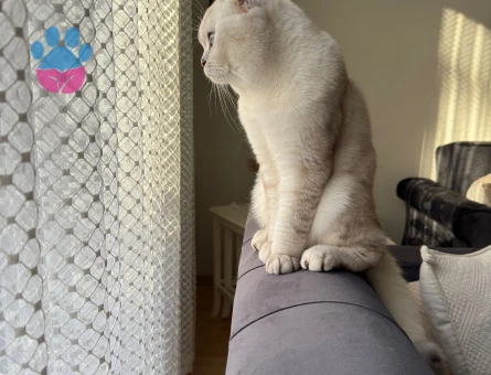 Scotish fold erkek 2 yaşında kedime dişi kedi arıyorum (açıklamayı okuyun lütfen)