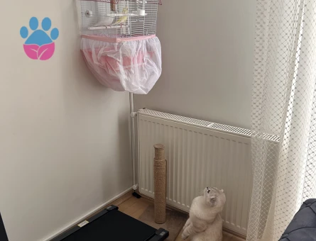 Scotish fold erkek 2 yaşında kedime dişi kedi arıyorum (açıklamayı okuyun lütfen)