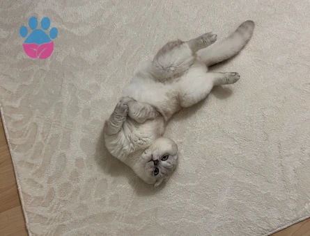 Scotish fold erkek 2 yaşında kedime dişi kedi arıyorum (açıklamayı okuyun lütfen)
