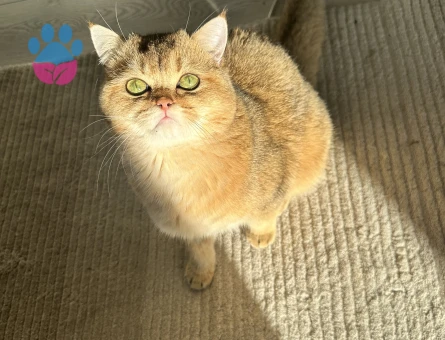 Oğluma eş arıyoruz