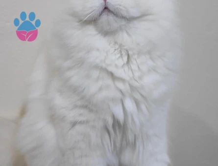 Secereli british longhair Asil Safkan Alex oğlum