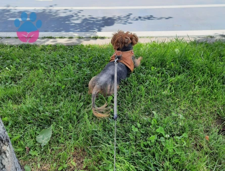 10 Yaşında Oğlumuz İçin Oyun Arkadaşı/Eş Arıyoruz