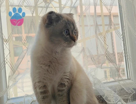 British Shorthair Kızım Boncuk 1 Yaşında Eş Arıyor