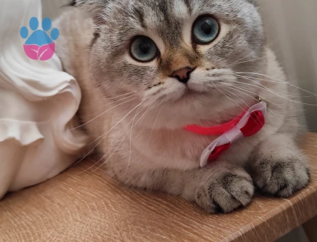 British Shorthair Kızım Boncuk 1 Yaşında Eş Arıyor