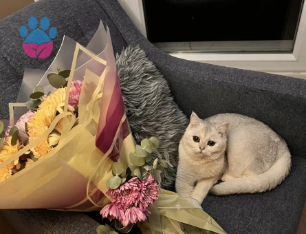 British shorthair kızım eş arıyor