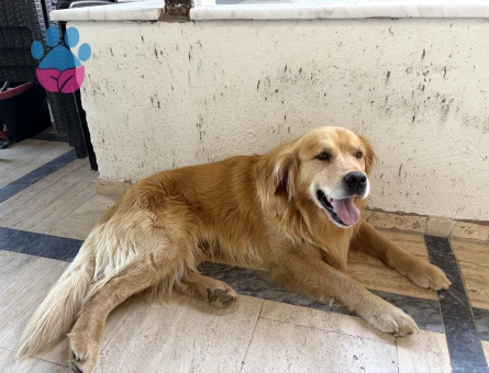Golden köpeğime acil eş arıyorum!!