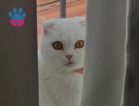 Scottish Fold 1 Yaşında Dişi Kızgınlıkta