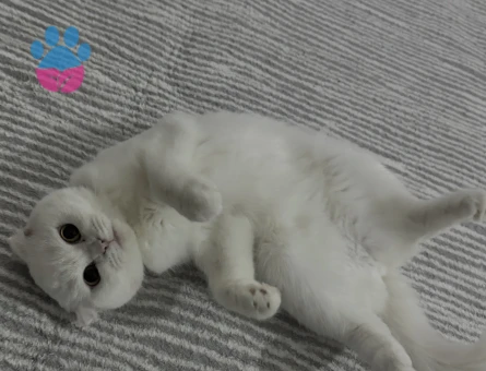 Scottish Fold 1 Yaşında Dişi Kızgınlıkta