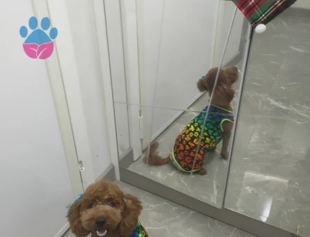 Minyatür Poodle 1 Yaşında Eş Arıyor