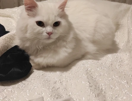British Shorthair Pamuk Efendi 1 Yaşında - 118984449