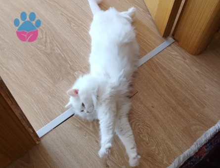 British Shorthair Pamuk Efendi 1 Yaşında
