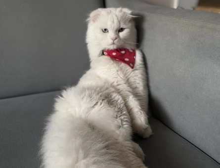 Scottish Fold 2 Yaşında Eş Arıyor - 118970825