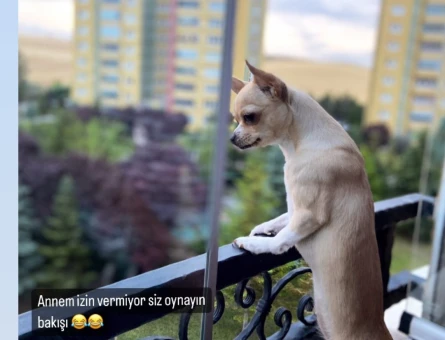 2 yaşındaki dışı chihuahua köpeğime eş arıyorum - 118970829