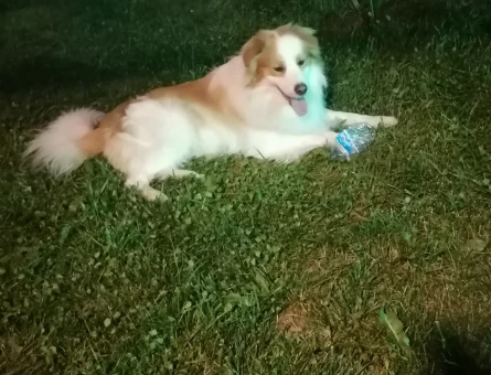 Border collie 1,5 Yaşında Eş Arıyor - 118970836