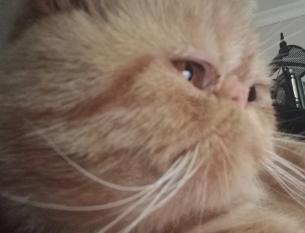 Exotic Shorthair 1 Yaşında Eş Arıyor - 118970840