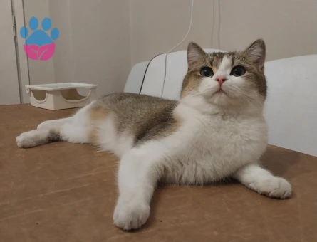 Scottish Fold Ny 12