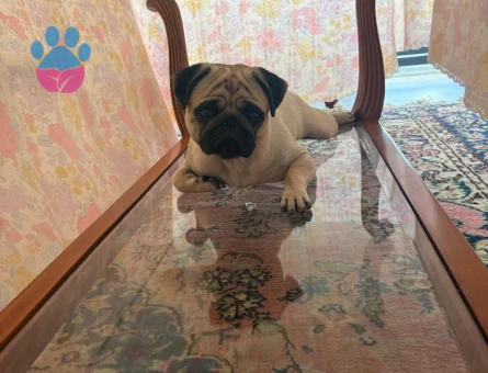 TACO'YA DİŞİ EŞ ARIYORUZ