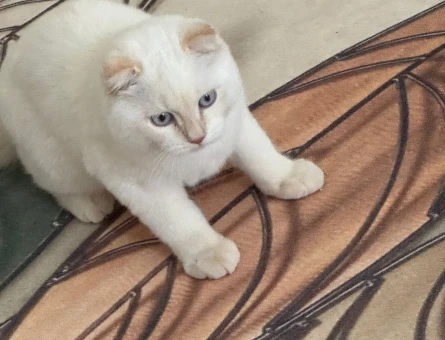 Scottish fold kedi - 118979008