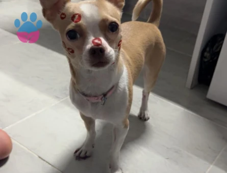 Kızımıza yakışıklı eş arıyoruz