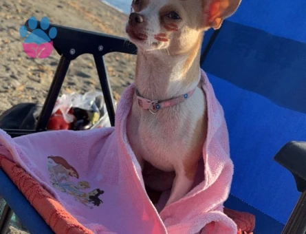 Kızımıza yakışıklı eş arıyoruz