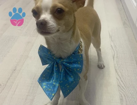 Kızımıza yakışıklı eş arıyoruz