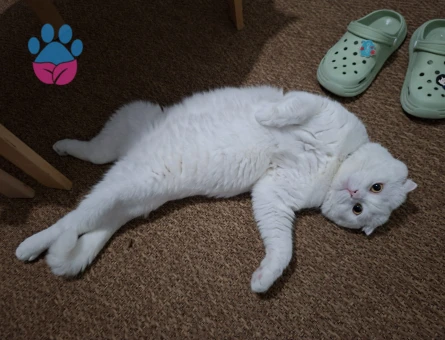 Scottish Fold 1 Yaşında Eş Arıyor - 118984738