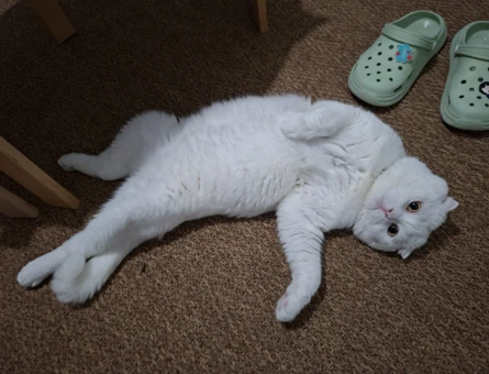 Scottish Fold 1 Yaşında Eş Arıyor - 118984738