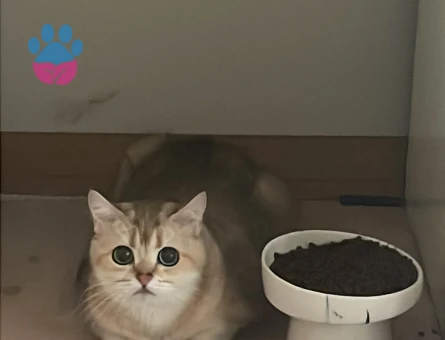 British Shorthair Golden Dişi Kedime Eş Arıyoruz - 118984739