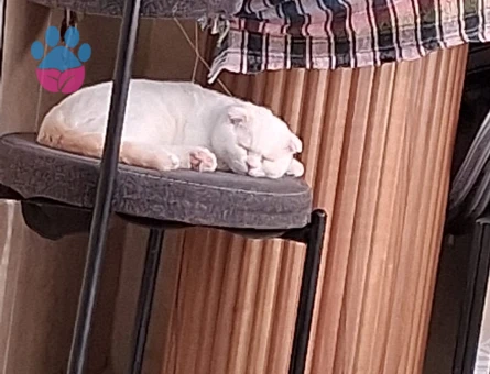 British Shorthair Hermes Eş Arıyor - 118984741