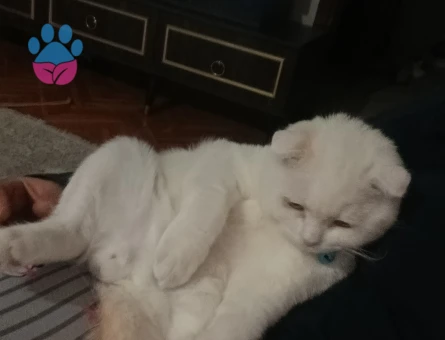 British Shorthair Hermes Eş Arıyor