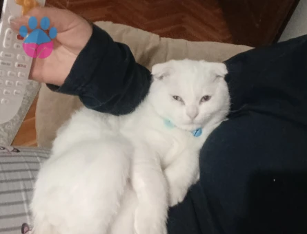 British Shorthair Hermes Eş Arıyor