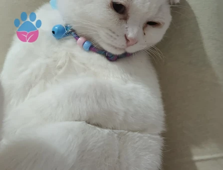 British Shorthair Hermes Eş Arıyor