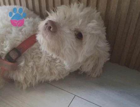 Maltese Terrier 1 Yaşında Eş Arıyor - 118984742
