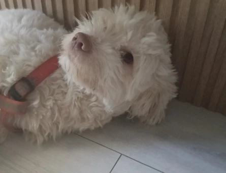 Maltese Terrier 1 Yaşında Eş Arıyor - 118984742