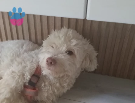 Maltese Terrier 1 Yaşında Eş Arıyor