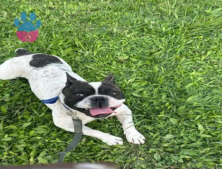 French Bulldog Pablo Eş Arıyor