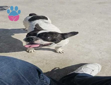 French Bulldog Pablo Eş Arıyor