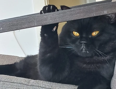 1,5 yaşında erkek British Shorthair Eş Arıyor - 118971430
