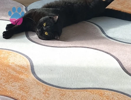 1,5 yaşında erkek British Shorthair Eş Arıyor