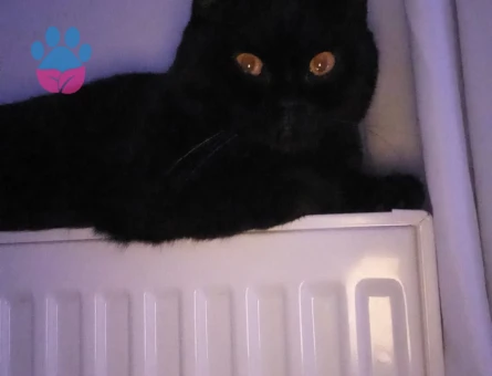 1,5 yaşında erkek British Shorthair Eş Arıyor