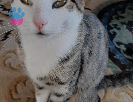 Tekir Erkek Kedim Eş Arıyorum