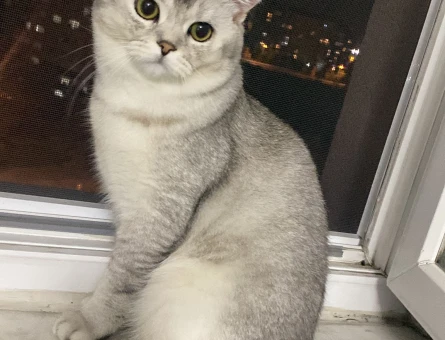 British Shorthair 11 Aylık Kedim Eş Arıyor - 118971437