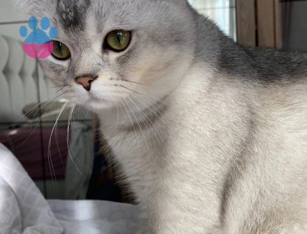 British Shorthair 11 Aylık Kedim Eş Arıyor