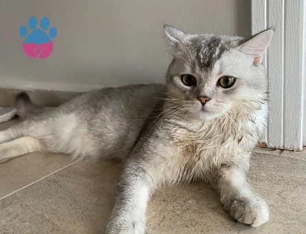 British Shorthair 11 Aylık Kedim Eş Arıyor