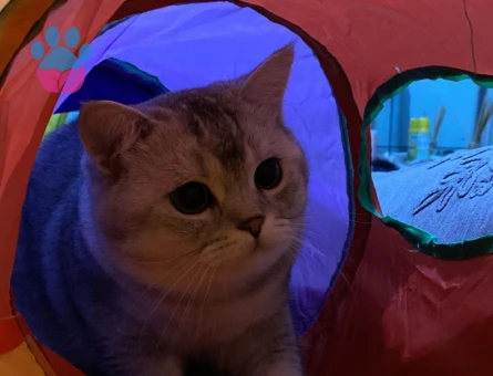 British Shorthair 11 Aylık Kedim Eş Arıyor