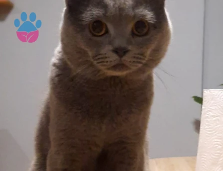 British Shorthair Eş Arıyorum